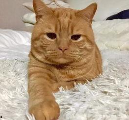 网红猫咪橘小七图片,网红猫咪魅力无限
