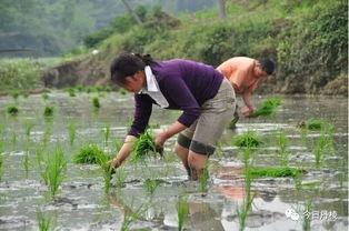 网红妈妈带孩子插秧图片,与孩子共插秧传承农耕文化