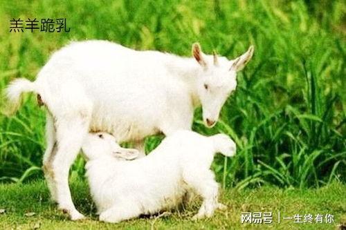 网红吃瓜视频网站小羊,揭秘网红视频网站的趣味世界