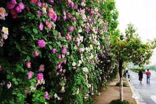 丹阳花圃网红打卡地,网红打卡地，花海如梦，浪漫满溢