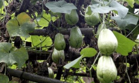 瓜藤能结瓜吗怎么吃,探索美味瓜果的食用之道